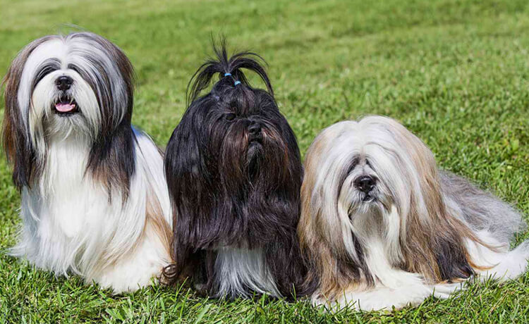 Lhasa Apso